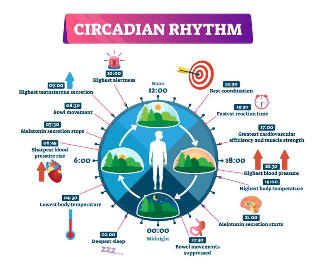 Circadian Rhythm