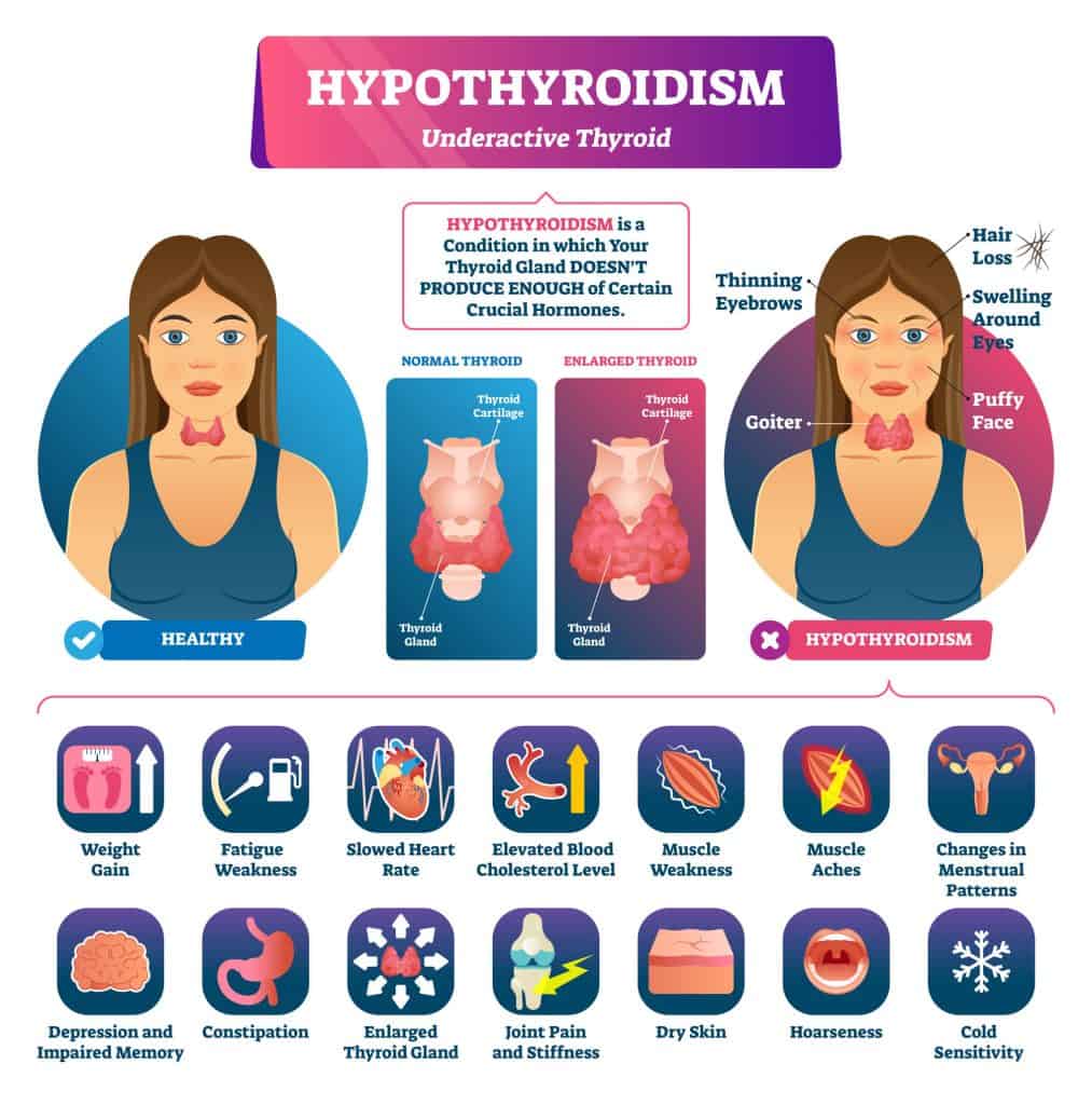 Function of the Thyroid Gland 