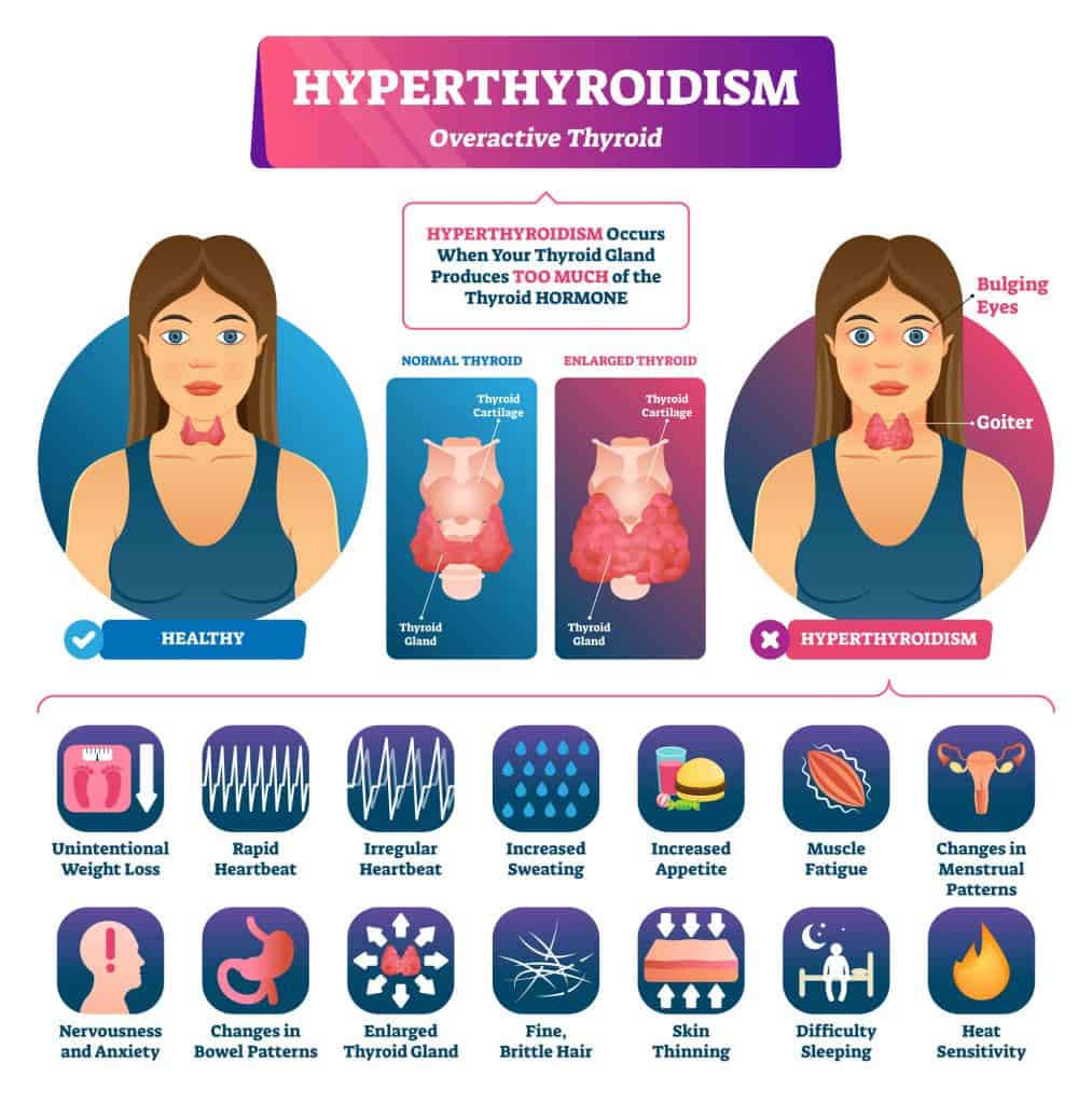 Function of the Thyroid Gland 