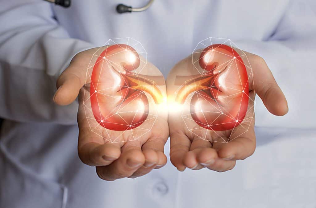 CBD Oil Side Effects on Kidneys