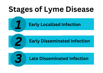 stages of lyme disease