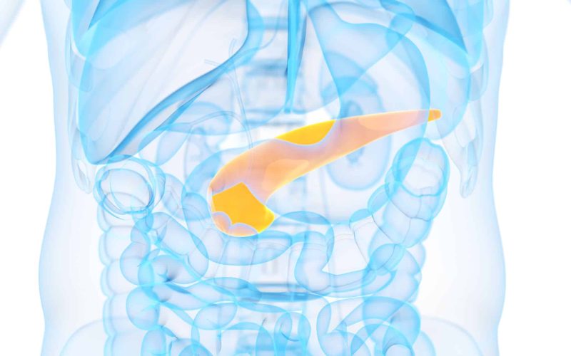 medical 3d illustration of the pancreas