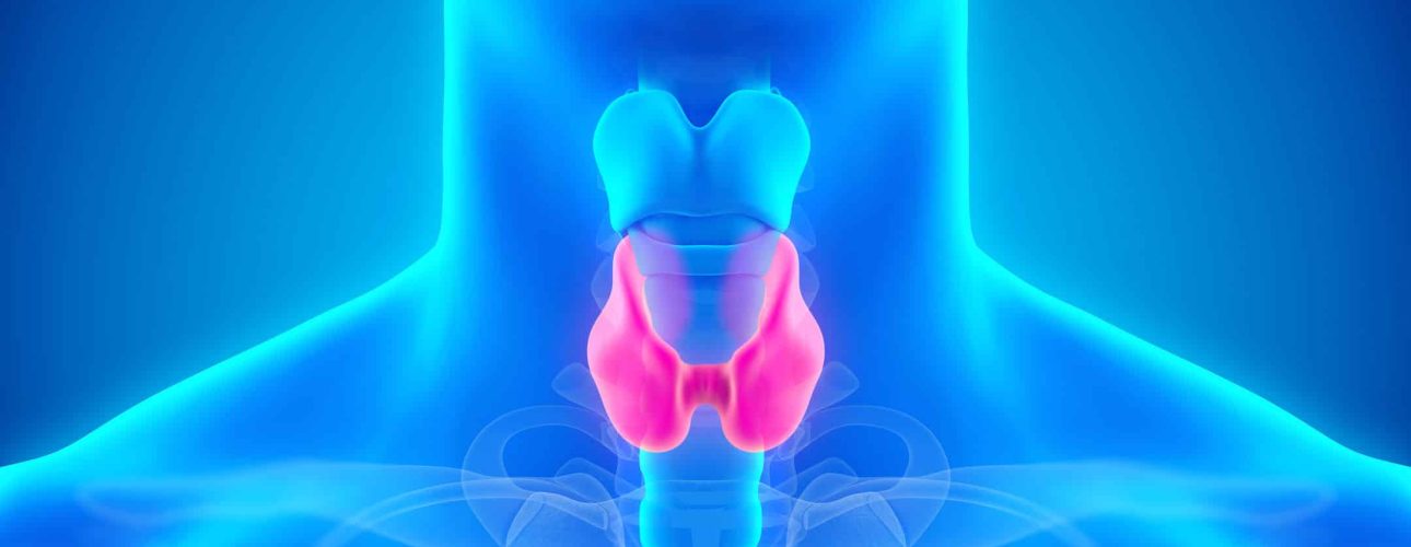 Function of the Thyroid Gland