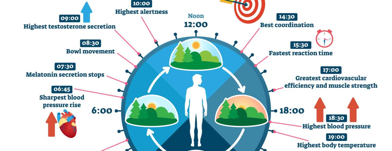 Circadian rhythm vector illustration. Labeled educational day cycle scheme. Daily human body inner regulation schedule. Natural sleep-wake biological process explanation and chronobiology infographic.