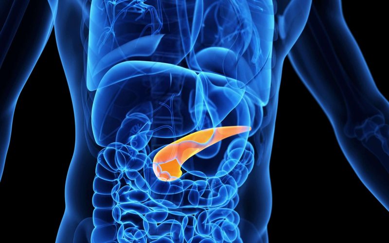 medical illustration of the pancreas