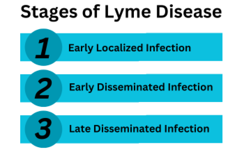 stages of lyme disease